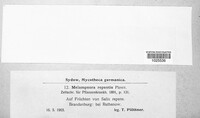 Melampsora epitea image